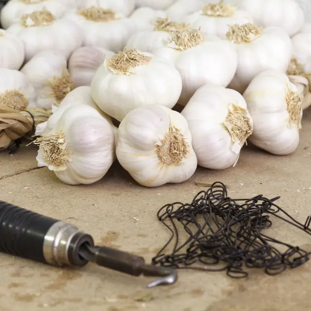 Garlic Espirat 22