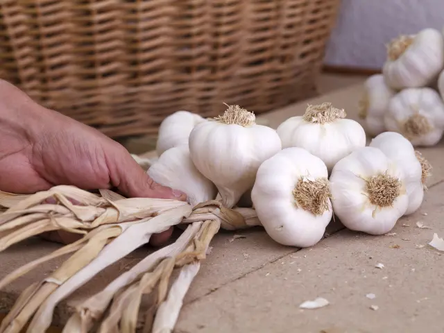 Artisan tressant une botte d’ail d’Espirat à la main avec un geste traditionnel.