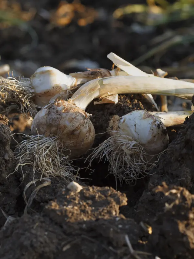 Bulbes d’ail d’Espirat fraîchement récoltés après leur sortie de terre.
