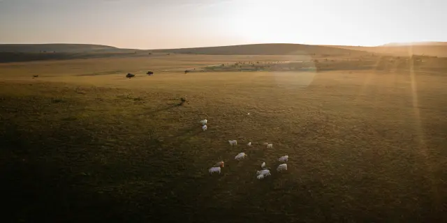 Vaches en pâturage dans les paysages des Hautes Chaumes du Forez.