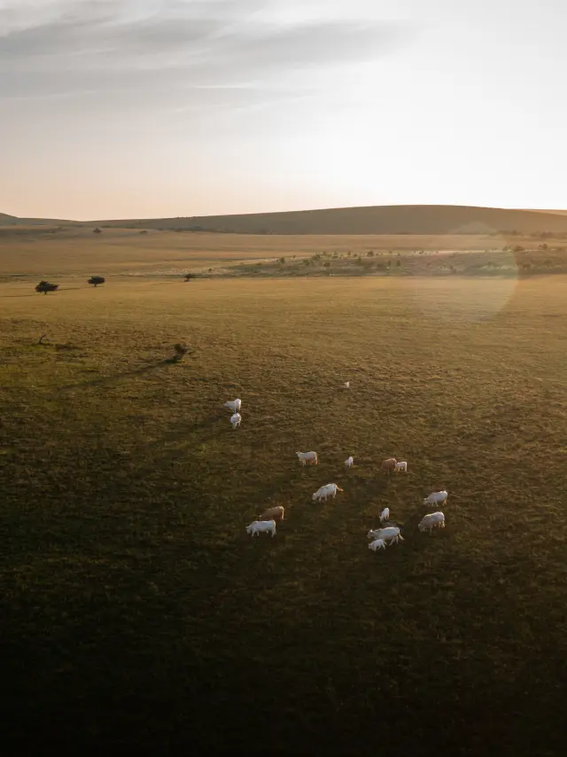 Vaches en pâturage dans les paysages des Hautes Chaumes du Forez.