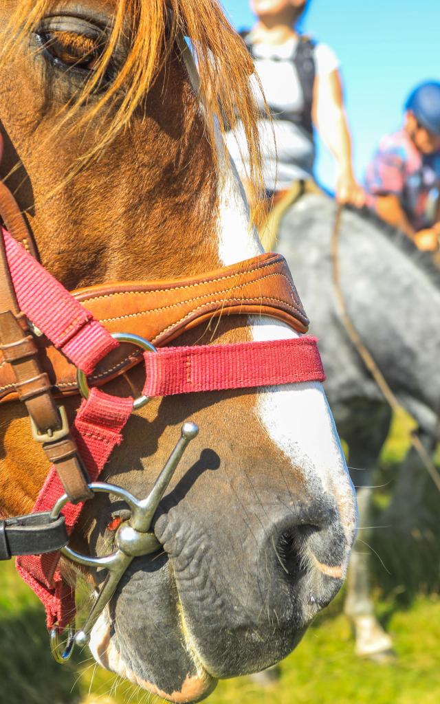Balade à cheval à Montcodiol