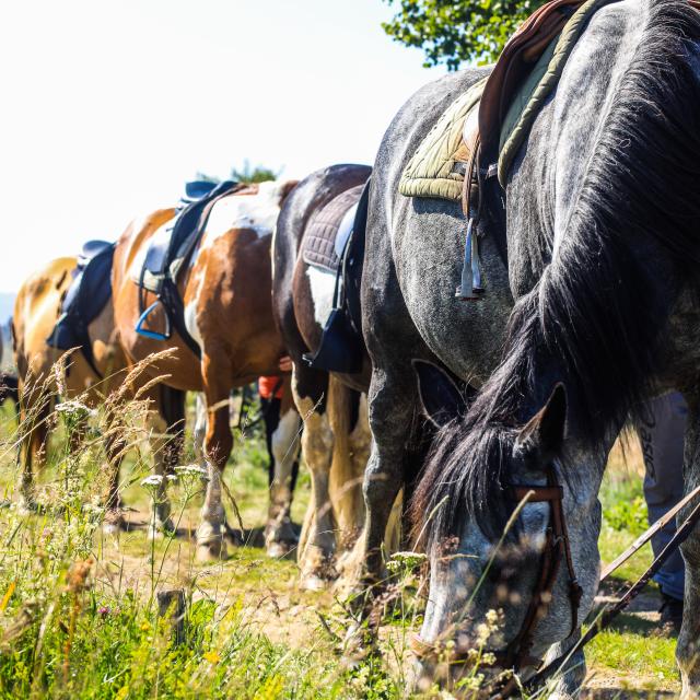 Un cheval broutant dans une prairie ensoleillée à Montcodiol, avec trois autres chevaux visibles à l’arrière-plan.