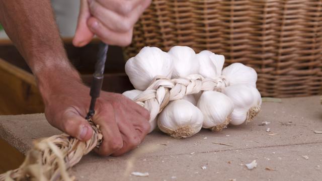 Garlic Espirat 2