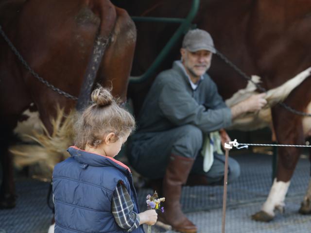 Petite fille avec un bouquet de fleurs s’approchant d’un fermier près de ses vaches à la ferme des Supeyres.