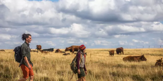Couple en randonnée dans les Hautes-Chaumes, observant des vaches dans un champ.