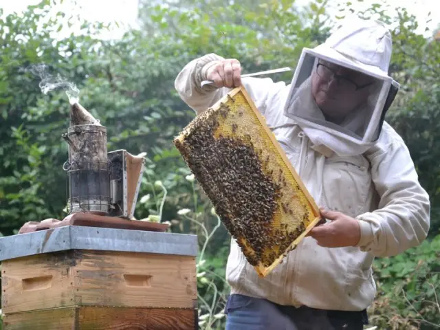 Cite De Labeille Beehive Apiculture Viscomtat Honey Harvest Alain Benoit A La Guillaume
