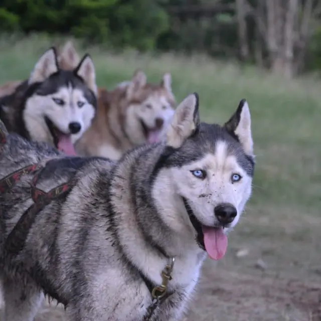 Cani-kart avec chiens de traîneau lors d’une activité nature chez Dubost Nature