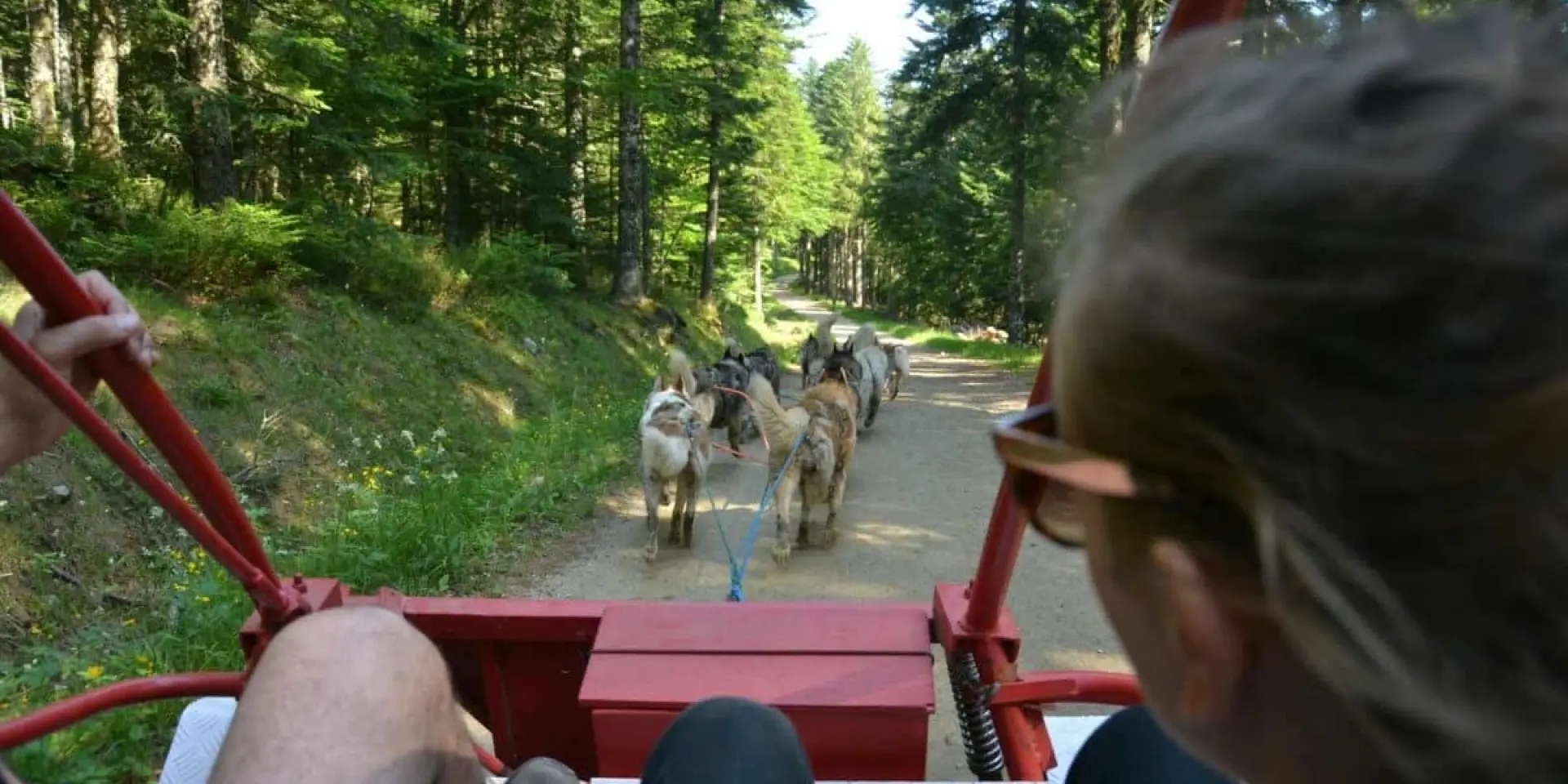 Visiteur en cani-kart dans une forêt en été, vue depuis le traîneau avec les chiens