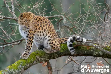 Léopard de l’Amour assis sur une branche au Parc Animalier d'Auvergne à Anzat-le-Luguet