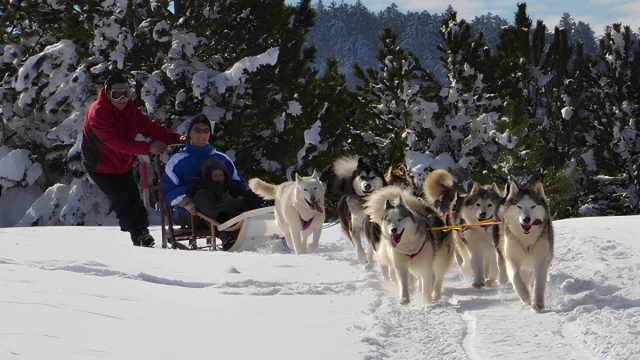 Christian, musher, guide un attelage de huskys sibériens tirant un traineau avec un adulte et un enfant, dans la neige du Parc Nature Régional du Livradois-Forez.