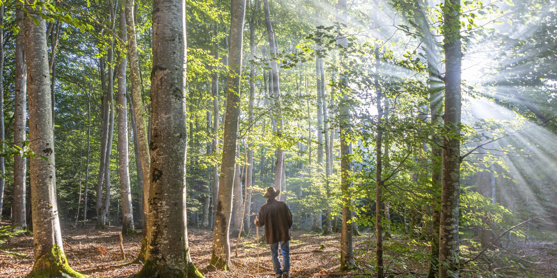 Forêt du Livradois-Forez - rayon de soleil
