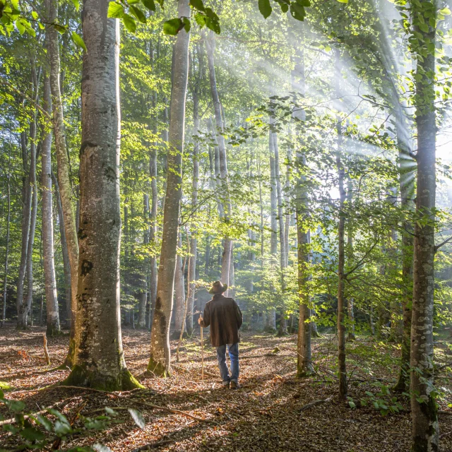 Forêt du Livradois-Forez - rayon de soleil